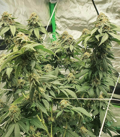 Watermelon Zkittlez fem (Barney's Farm) семена конопли — изображение 3
