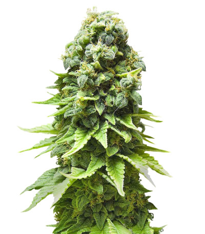 White Widow fem (GHS) семена конопли
