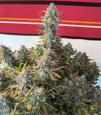 Apollo F1 Auto fem (RQS) семена конопли — изображение 4