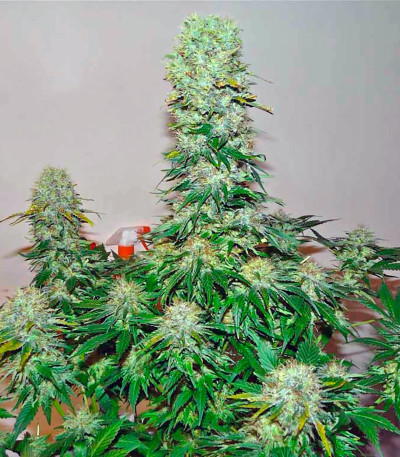 Great White Shark fem (GHS) семена конопли — изображение 3