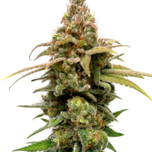 HighCloudZ fem (GHS) семена конопли