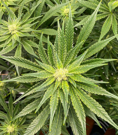 Kush Mintz fem (Barney's Farm) семена конопли — изображение 3