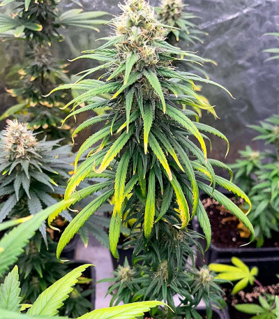 Lemon Drizzle fem (Barney's Farm) семена конопли — изображение 6
