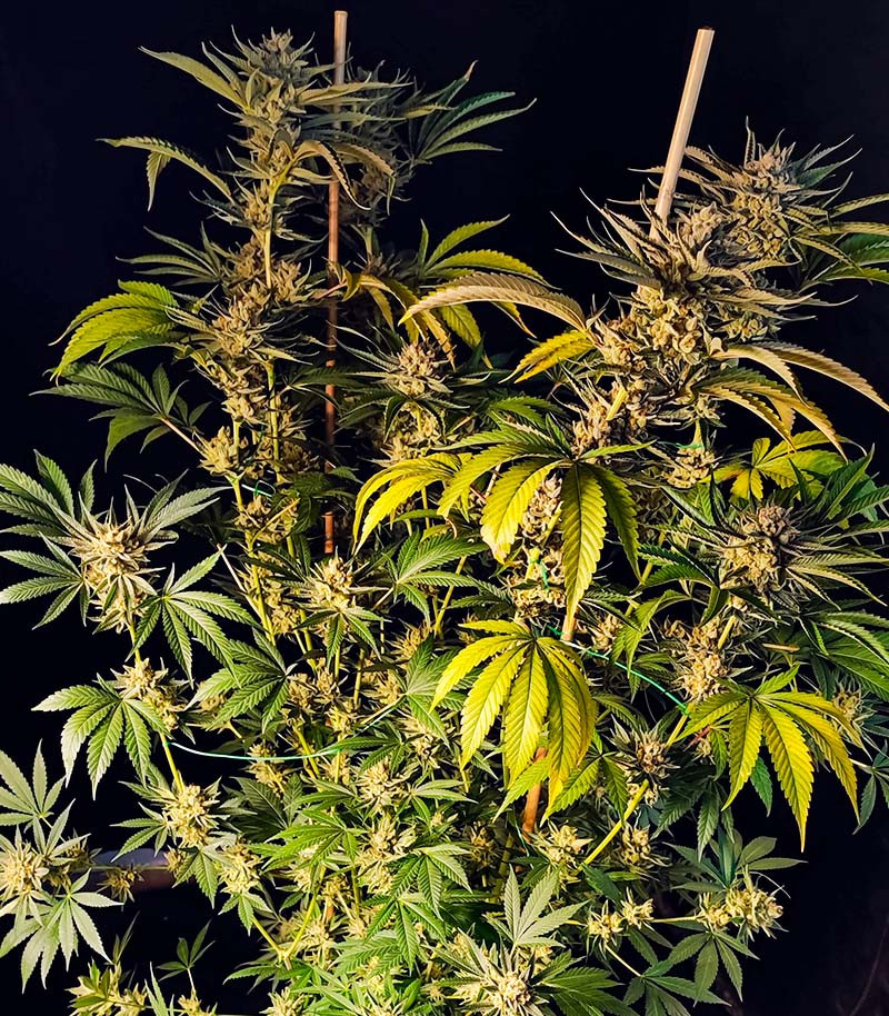 Lemon Orange fem (GHS) семена конопли — изображение 5
