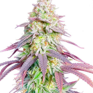 Lemon Orange fem (GHS) семена конопли