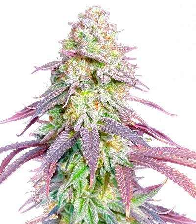 Lemon Orange fem (GHS) семена конопли
