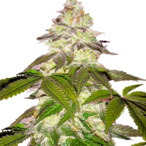 Milky Dreams fem (GHS) семена конопли