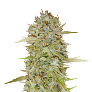 Wedding Cake Auto fem (Barney's Farm)