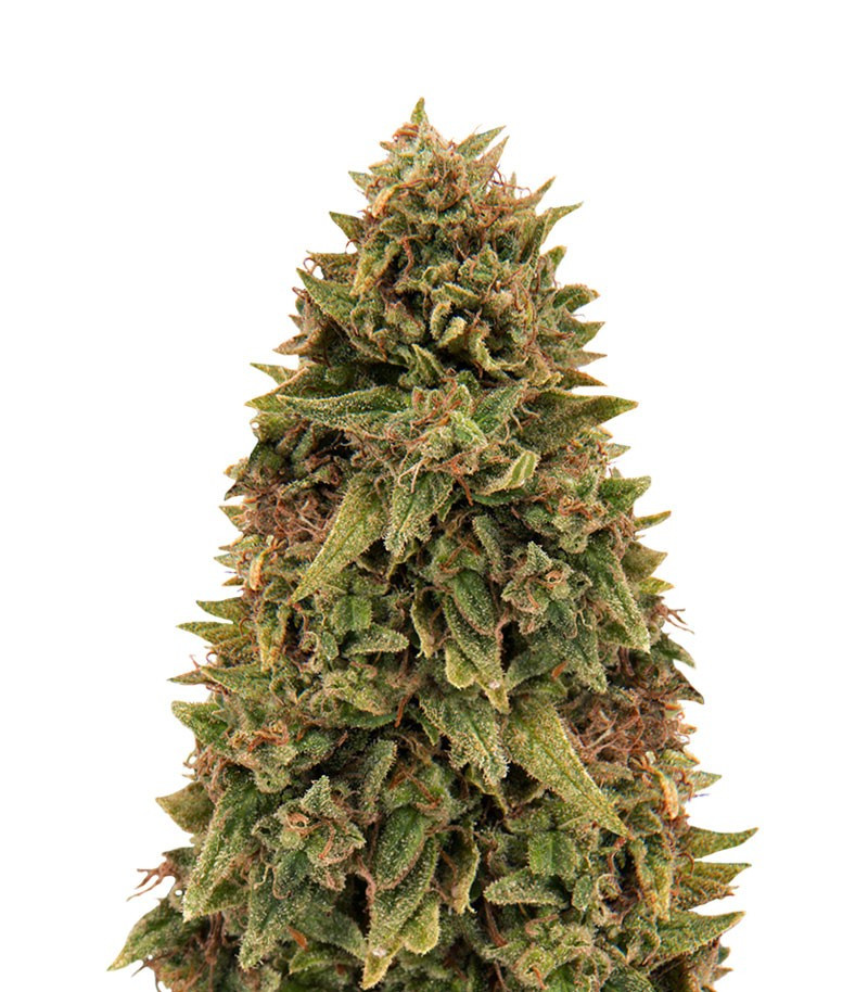 Blueberry OG fem (Barney's Farm)