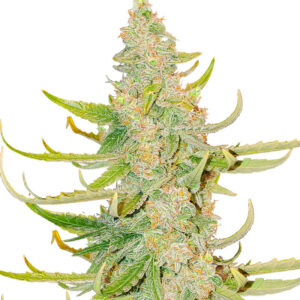 Titan F1 Auto fem (RQS) семена конопли