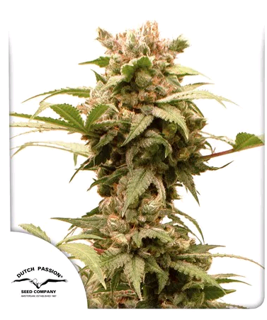 Auto CBG-Force autofem (Dutch Passion) семена конопли
