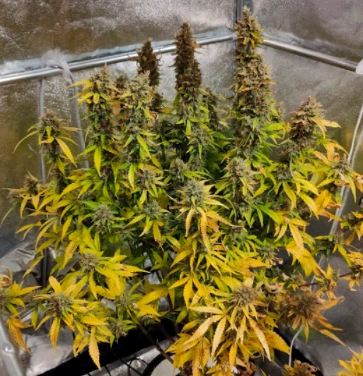 Auto CBG-Force autofem (Dutch Passion) семена конопли — изображение 4