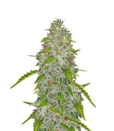 Auto Daiquiri Lime fem (Dutch Passion) семена конопли