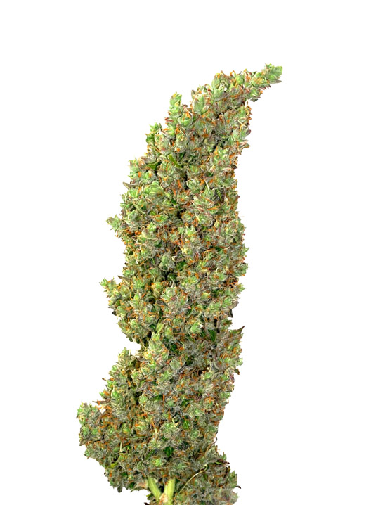 Auto Daiquiri Lime autofem (Dutch Passion) семена конопли