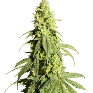Banana Rapids fem (Dr. Krippling Seeds) семена конопли