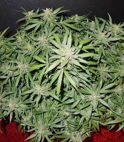 Blue Dream (Blue Dream'matic) Auto fem (FastBuds) семена конопли — изображение 5