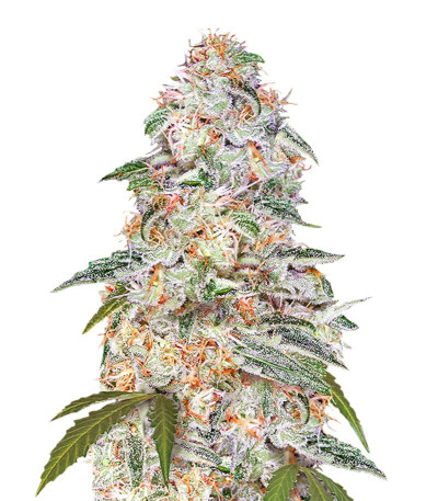 Blue Dream (Blue Dream'matic) Auto fem (FastBuds) семена конопли