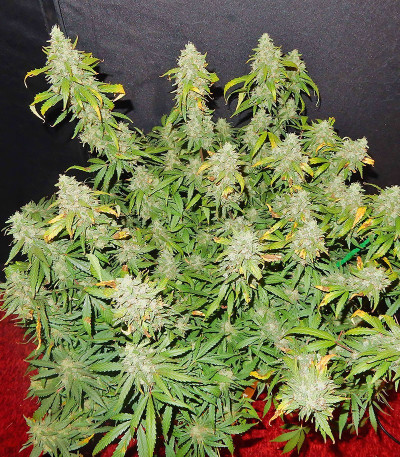 Blue Dream (Blue Dream'matic) Auto fem (FastBuds) семена конопли — изображение 6