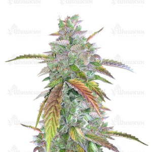 Bruce Banner Auto (Cali Buds Seeds) семена конопли