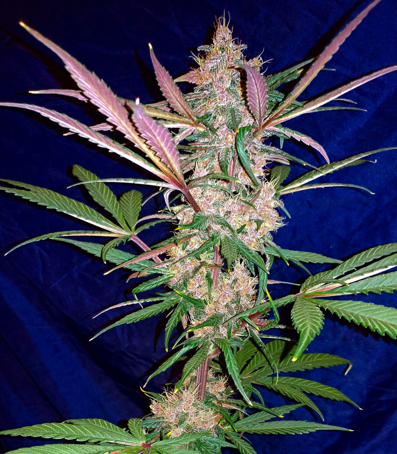 C4 auto fem (FastBuds) семена конопли — изображение 3