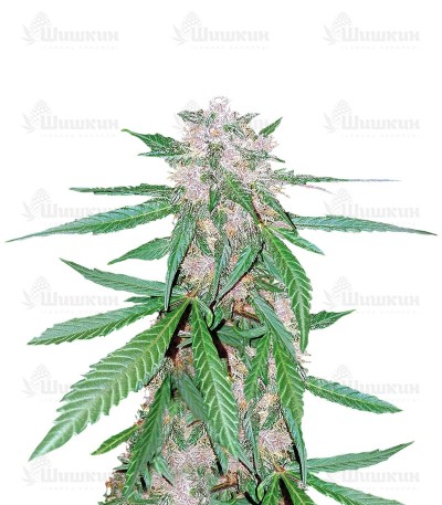 C4 auto fem (FastBuds) семена конопли