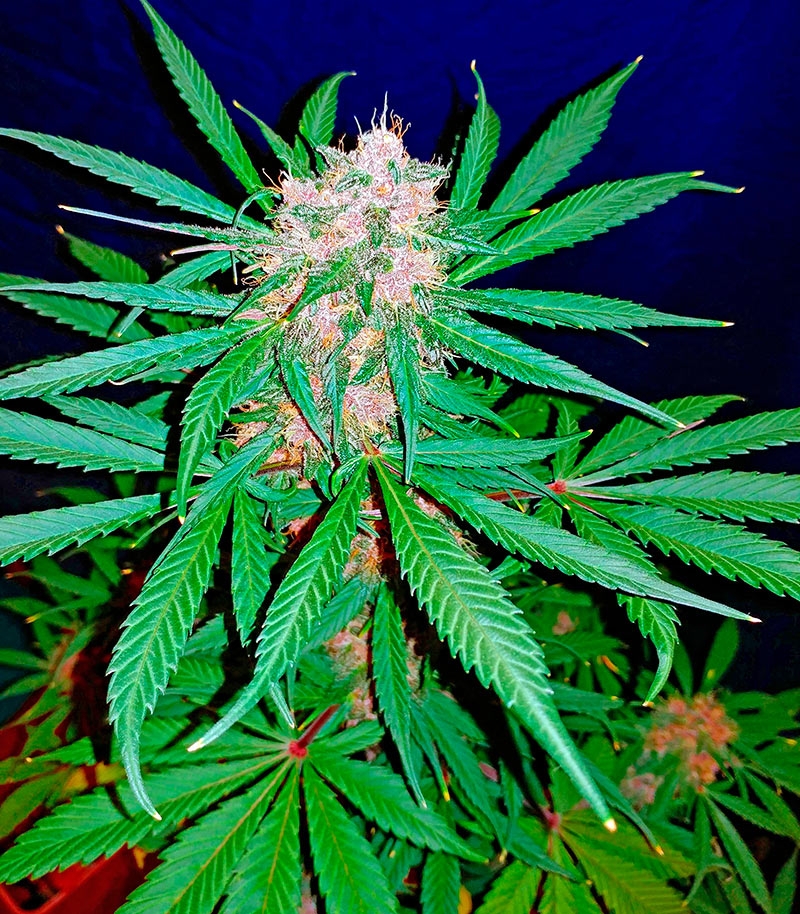 C4 auto fem (FastBuds) семена конопли — изображение 4