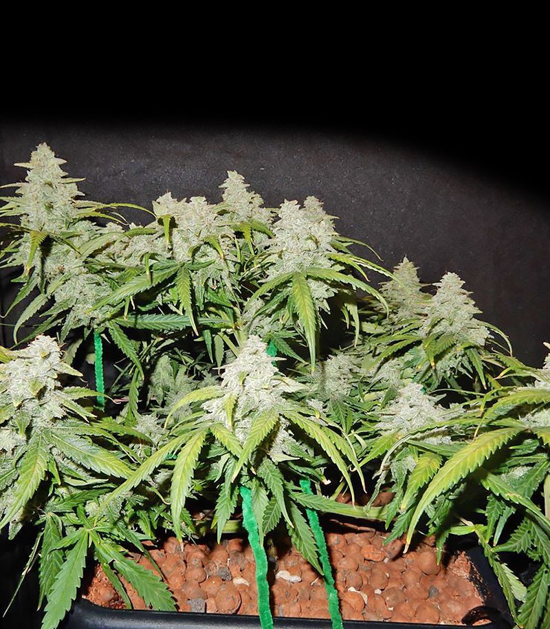 CBD Auto 1:1 (CBD Crack auto) fem (FastBuds) семена конопли — изображение 2