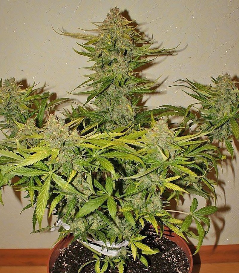 CBD Auto 1:1 (CBD Crack auto) fem (FastBuds) семена конопли — изображение 3