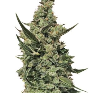 CBD Auto 1:1 (CBD Crack auto) fem (FastBuds) семена конопли