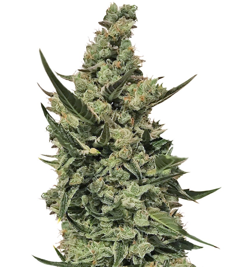 CBD Auto 1:1 (CBD Crack auto) fem (FastBuds) семена конопли