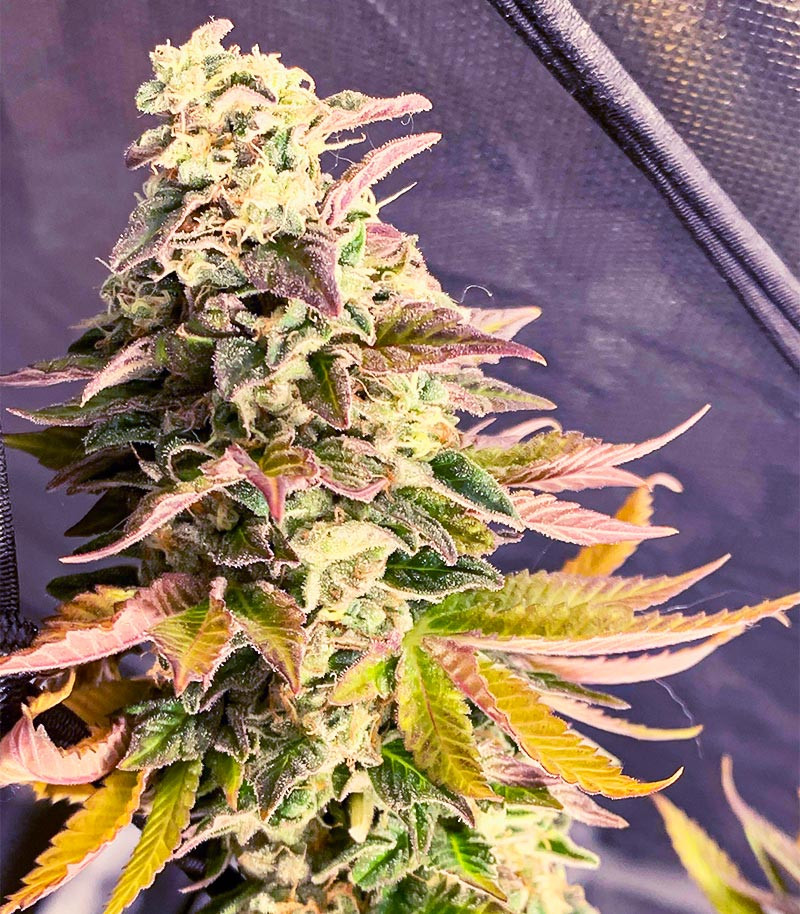 Семена сорта Chem Cookies fem (AlphaFem Seeds) — изображение 5