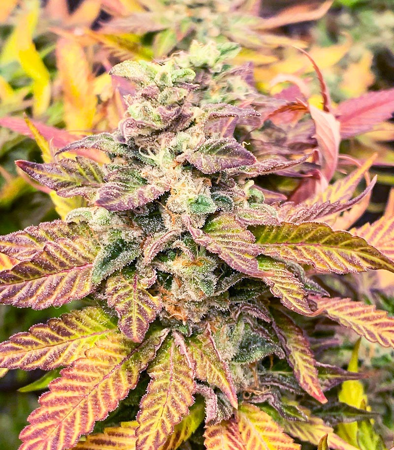 Семена сорта Chem Cookies fem (AlphaFem Seeds) — изображение 3