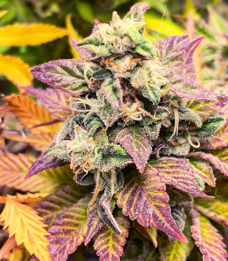 Семена сорта Chem Cookies fem (AlphaFem Seeds) — изображение 6
