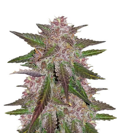 Cream Cookies Auto fem (FastBuds)