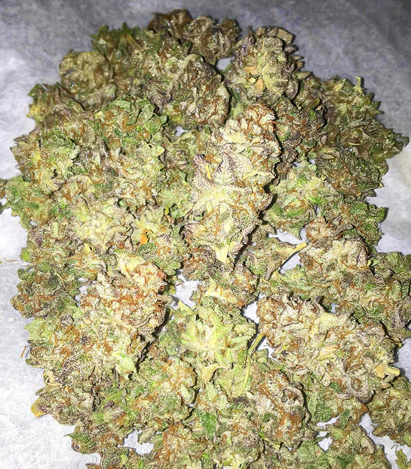 Семена сорта Dozy Breath fem (AlphaFem Seeds) — изображение 6