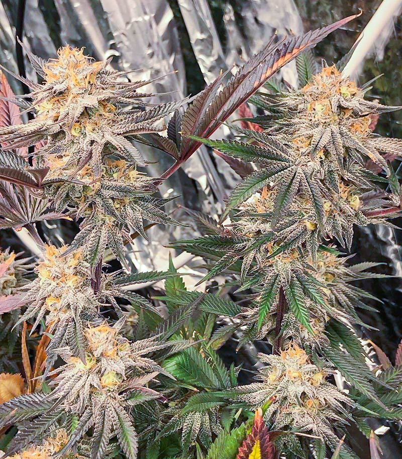 Семена сорта Dozy Breath fem (AlphaFem Seeds) — изображение 5