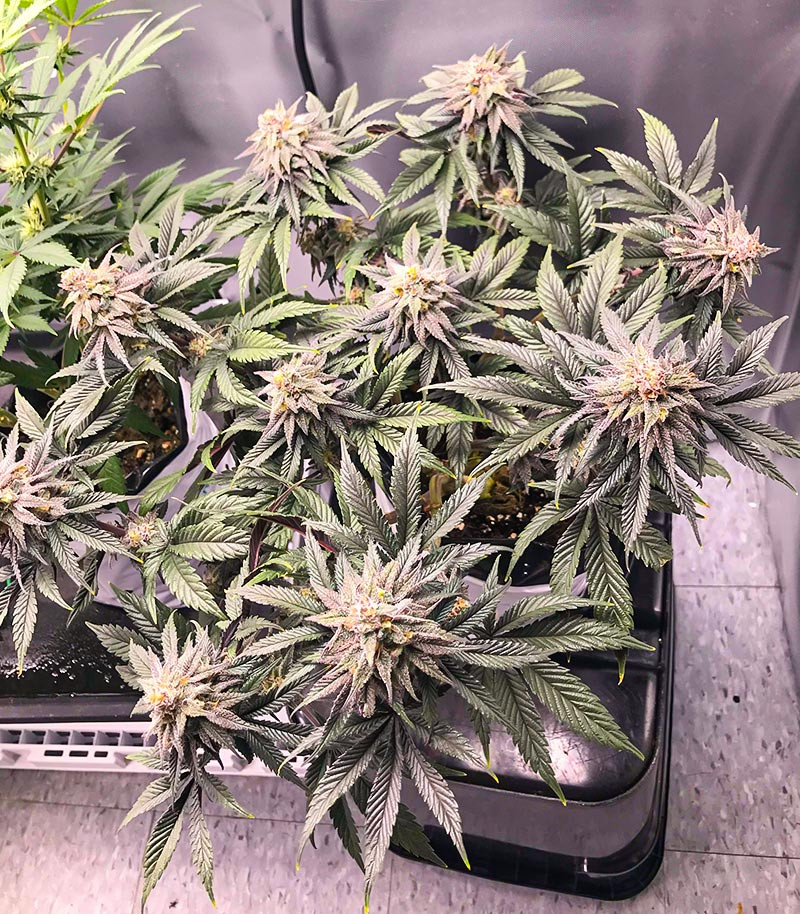 Семена сорта Dozy Breath fem (AlphaFem Seeds) — изображение 3