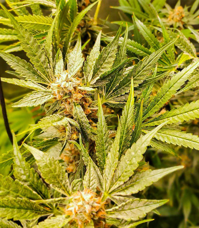 Dozy Cake fem (AlphaFem Seeds) семена конопли — изображение 3