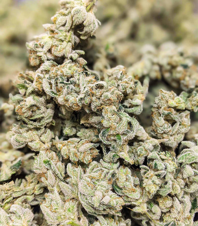 Dozy Cake fem (AlphaFem Seeds) семена конопли — изображение 6
