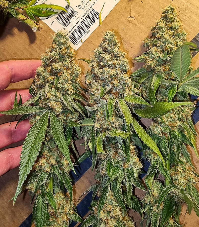 Dozy Sith fem (AlphaFem Seeds) — изображение 4