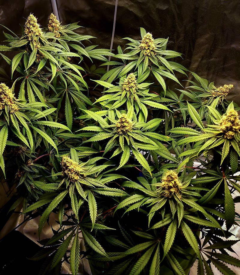 Dozy Sith fem (AlphaFem Seeds) — изображение 5