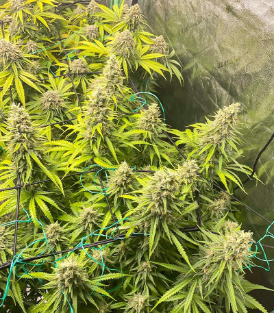 Dozy Whale fem (AlphaFem Seeds) семена конопли — изображение 3