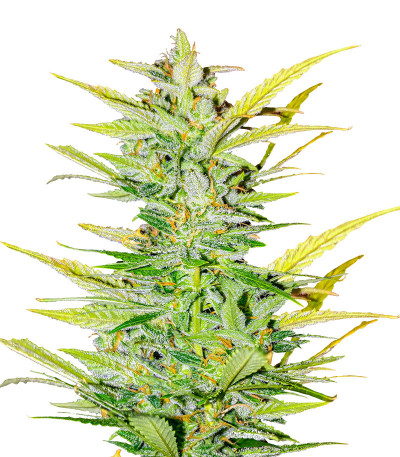 Dozy Whale fem (AlphaFem Seeds) семена конопли