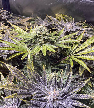 Dozywelly OG fem (AlphaFem Seeds) семена конопли — изображение 3