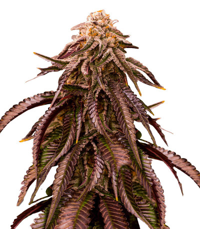 Dozywelly OG fem (AlphaFem Seeds) семена конопли