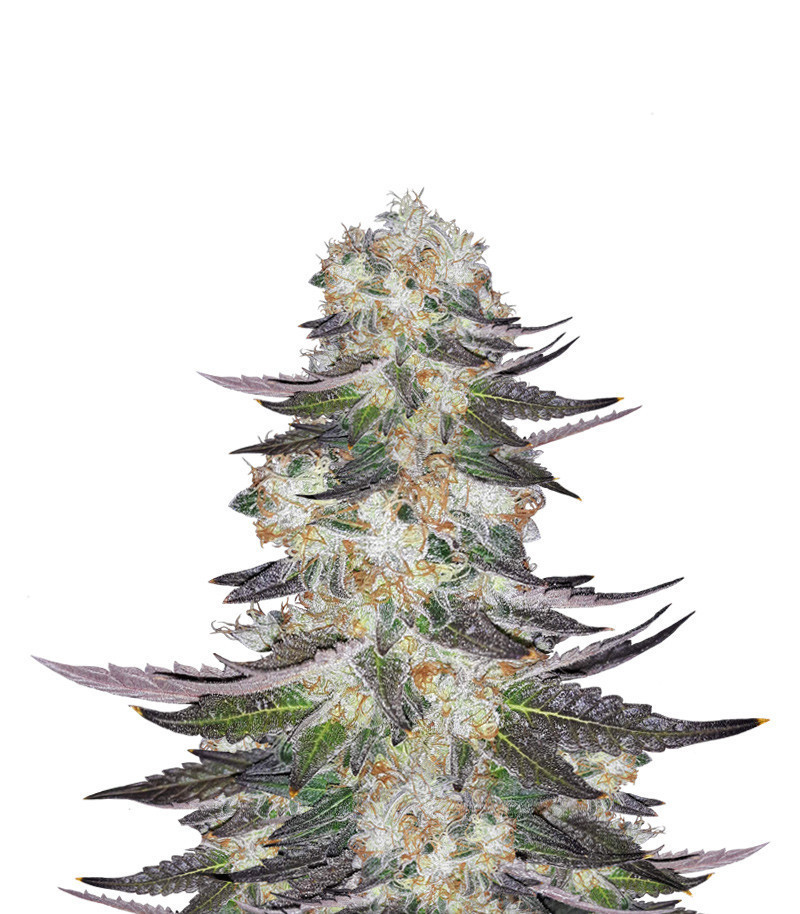 Gelato fem (Blimburn Seeds) семена конопли