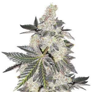 Girl Scout Cookies fem (Blimburn Seeds) семена конопли