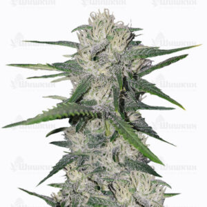 Gorilla Auto (Gorilla Glue Auto) fem (FastBuds) семена конопли