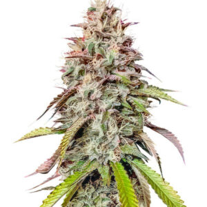 Gorilla Melon fem (FastBuds) семена конопли