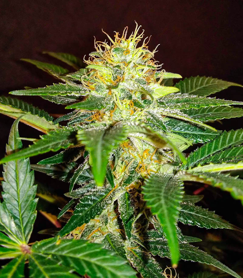 Семена сорта I'm Alive fem (AlphaFem Seeds) — изображение 4